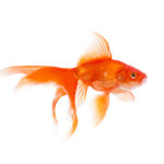 What video intros and goldfish have in common